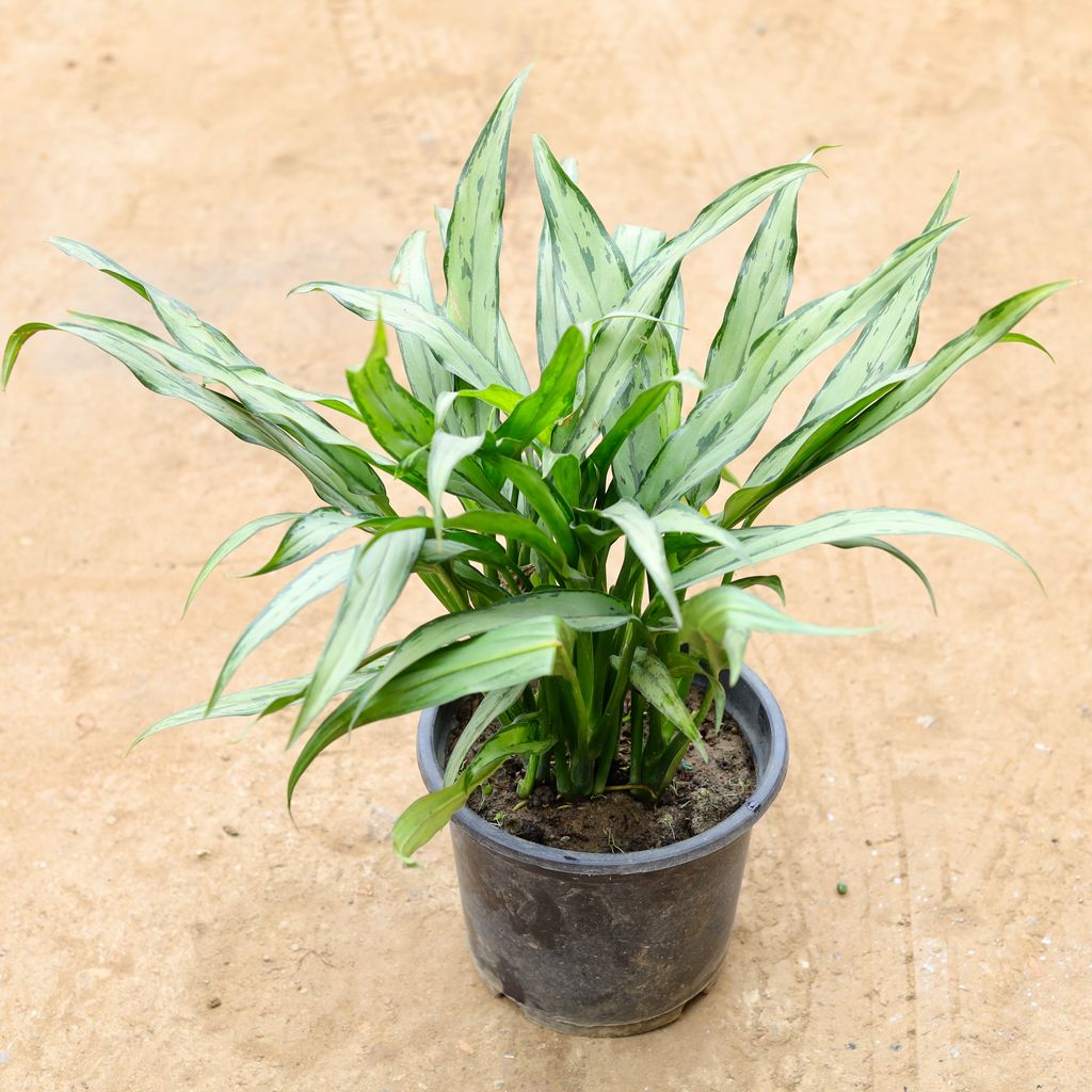 Aglaonema Cutlass in 8 Inch Nursery Pot