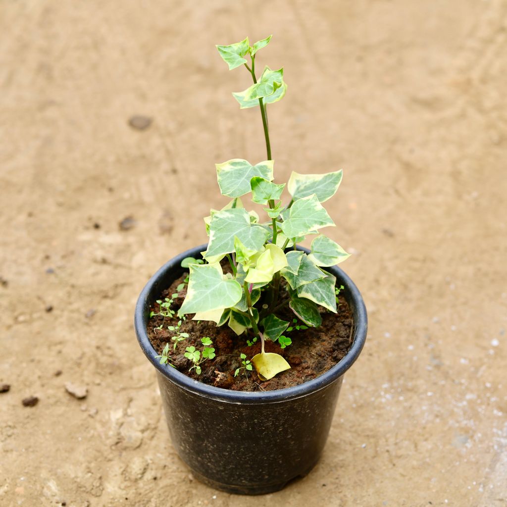 English Ivy Succulent in 6 Inch Nursery Pot