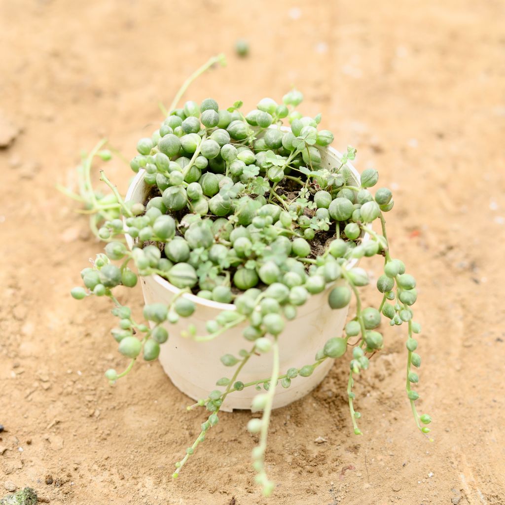 String of Pearls in 4 Inch Nursery Pot