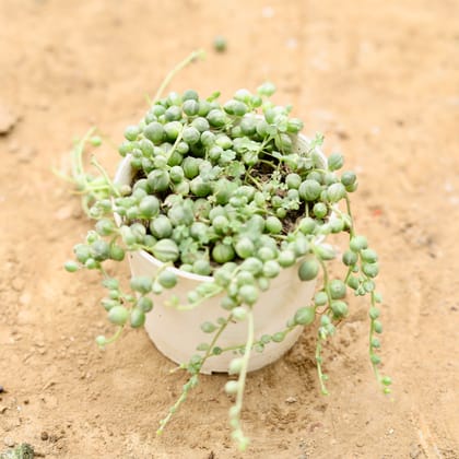 Buy String of Pearls in 4 Inch Nursery Pot Online | Urvann.com