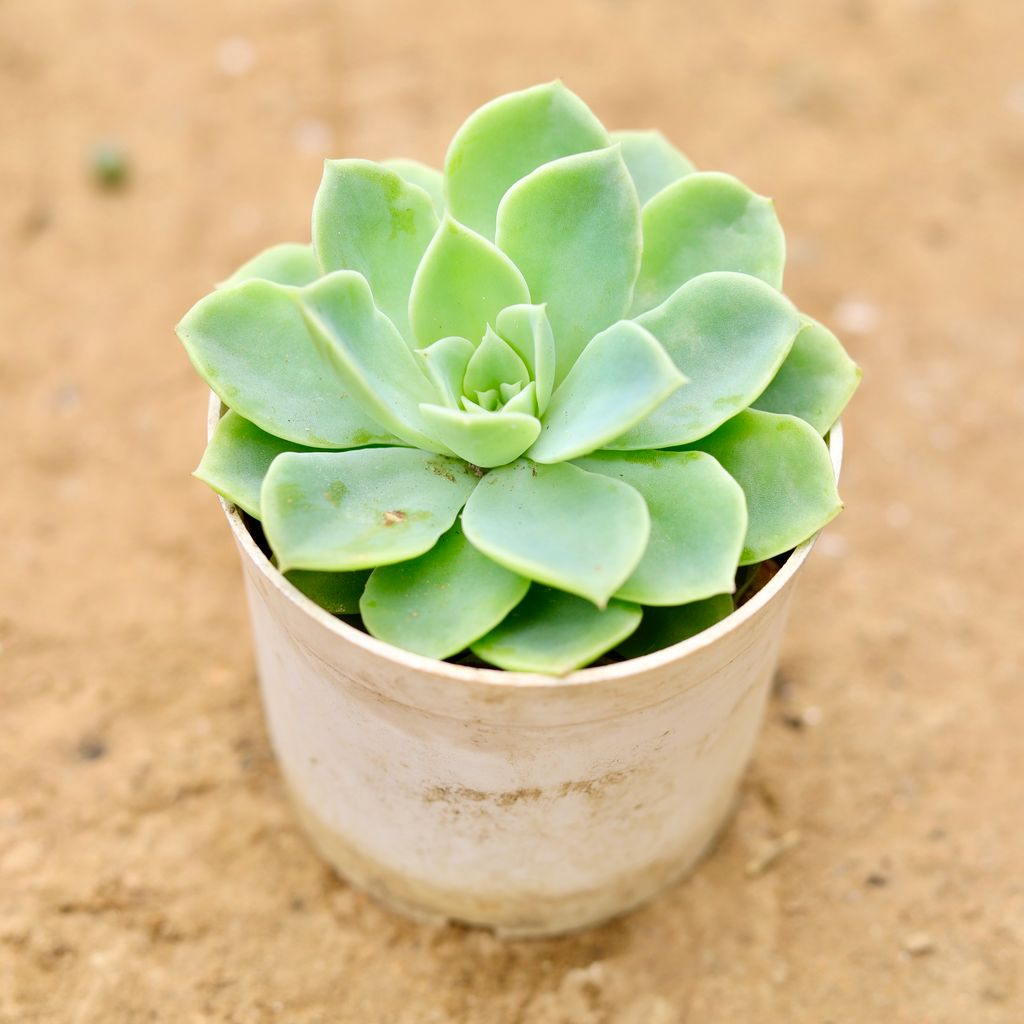 Echeveria Green Succulent in 4 Inch Nursery Pot