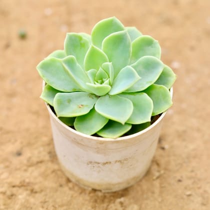 Buy Echeveria Green Succulent in 4 Inch Nursery Pot Online | Urvann.com