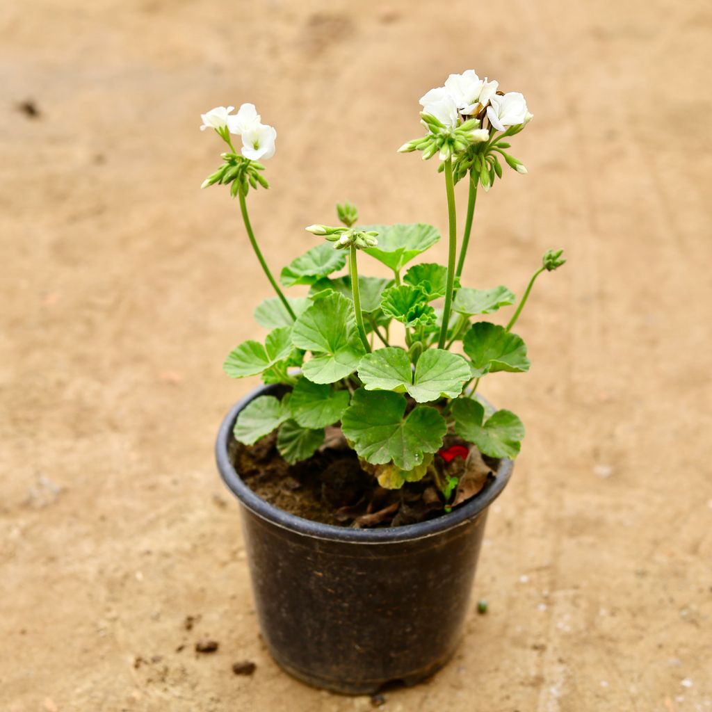 Geranium (any colour) in 6 Inch Nursery Pot