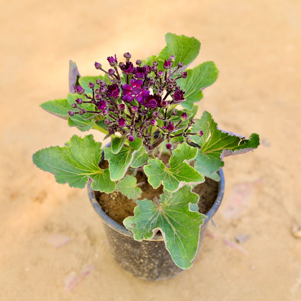 Cineneria (any colour) in 6 Inch Nursery Pot