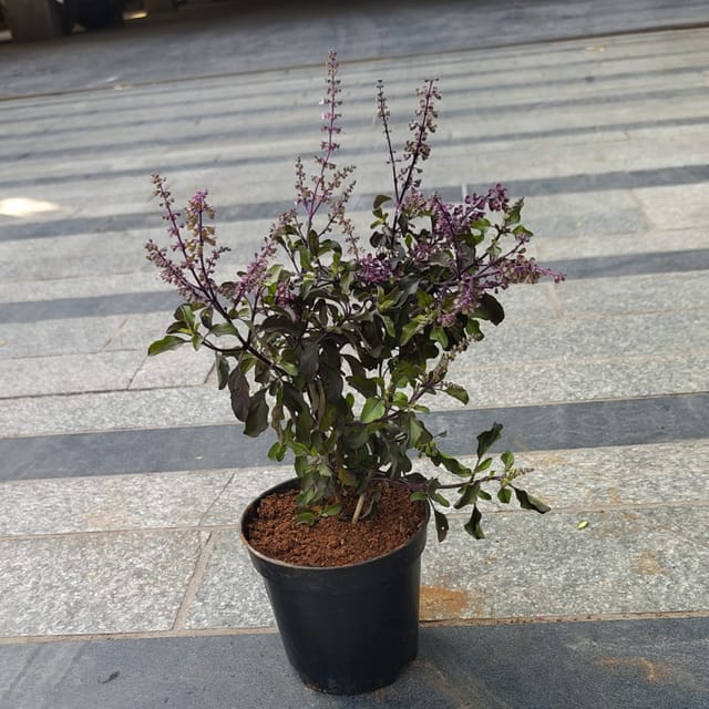 Free Next Day Delivery Shyama Tulsi in 4 Inch Nursery Pot