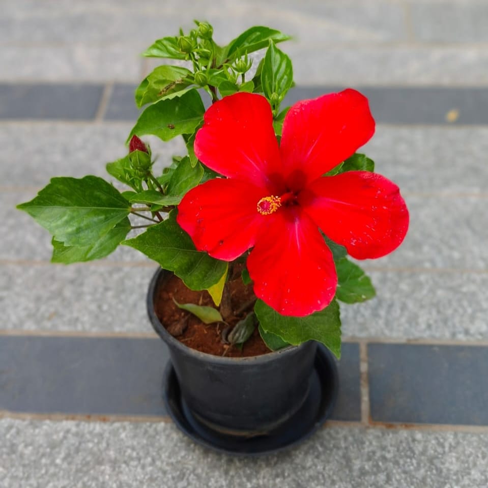 Hibiscus / Gudhal Dwarf Red in 5 Inch Nursery Pot