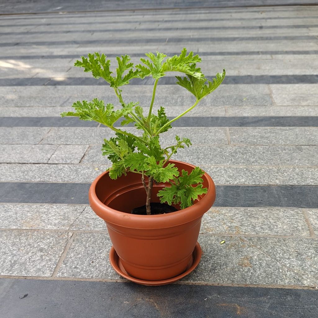 Celery / Paneer Patra in 7 Inch Classy Red Plastic Pot with Tray