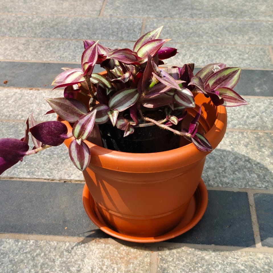 Wandering Jew in 7 Inch Classy Red Plastic Pot with Tray