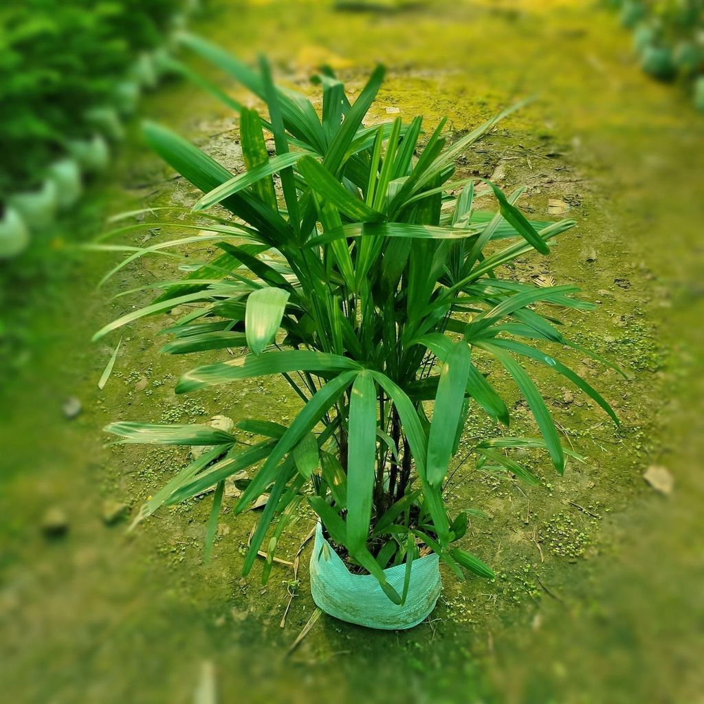 Rhaphis Palm in 10 inch Nursery Bag