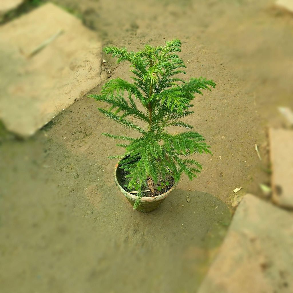 Araucaria / Christmas Tree Plant in 5 inch Clay Pot