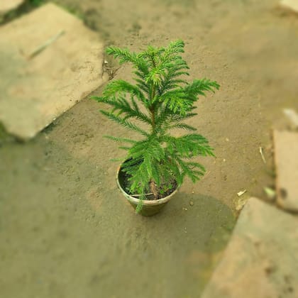 Buy Araucaria / Christmas Tree Plant in 3 inch Clay Pot Online | Urvann.com