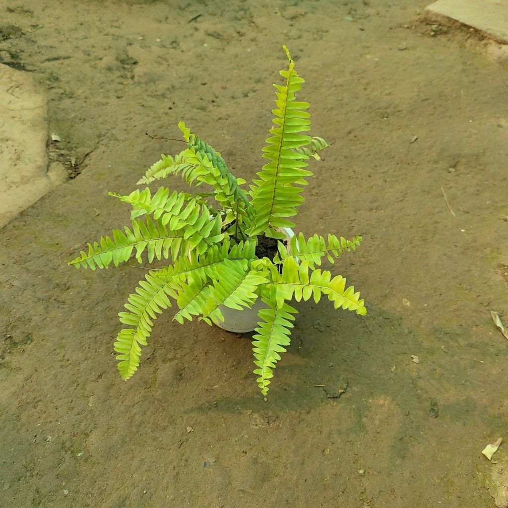 Fern Golden in 3 inch Nursery Pot