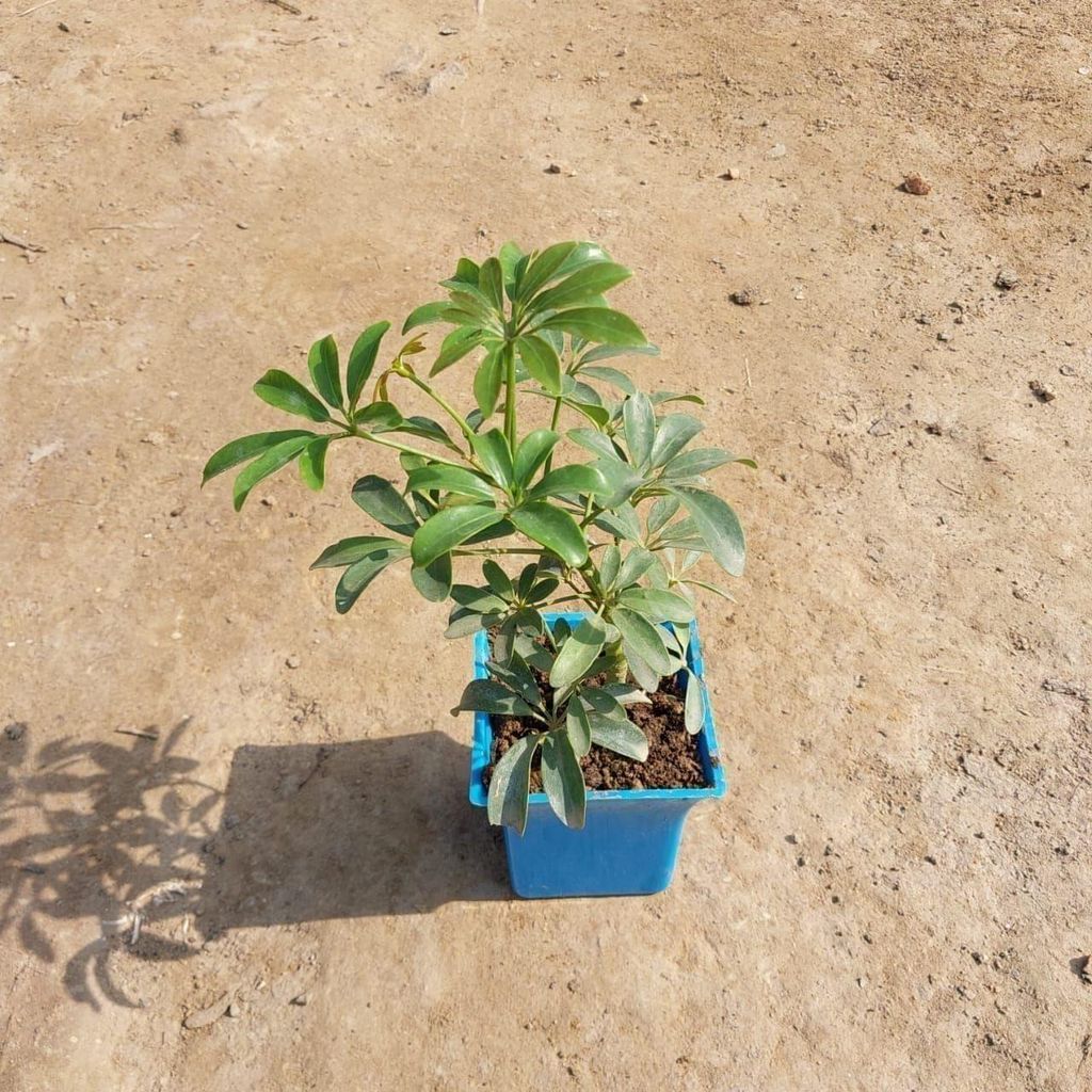 Schefflera Mini in 4 Inch Elegant Square Plastic Pot (any colour)