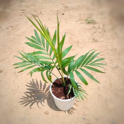 Buy Chamaedorea Mini in 5 Inch White Plastic Pot Online | Urvann.com