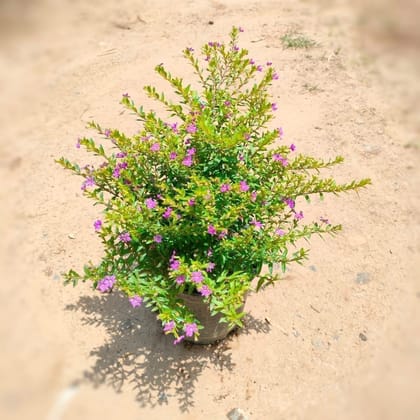 Buy Cuphea / False Heather in 6 Inch Plastic Pot Online | Urvann.com