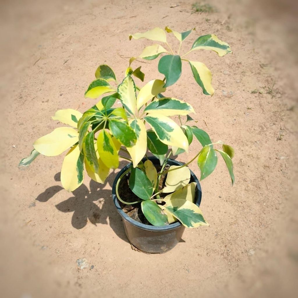 Schefflera Brassia Plant in 6 Inch Nursery Pot