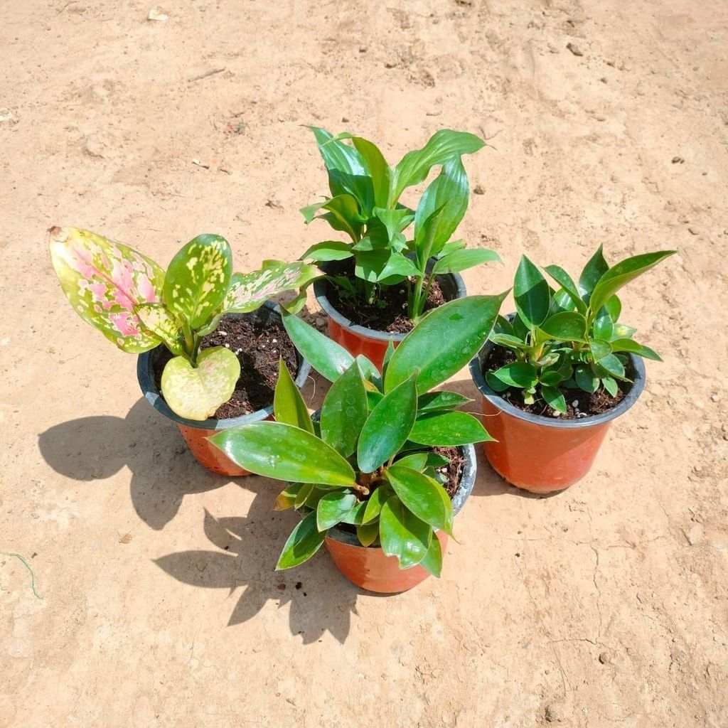 Indoor Plants Combo - Set Of 4 - Aglaonema Pink, Peace Lilly, Birkin & Philodendron in 4 Inch Nursery Pot