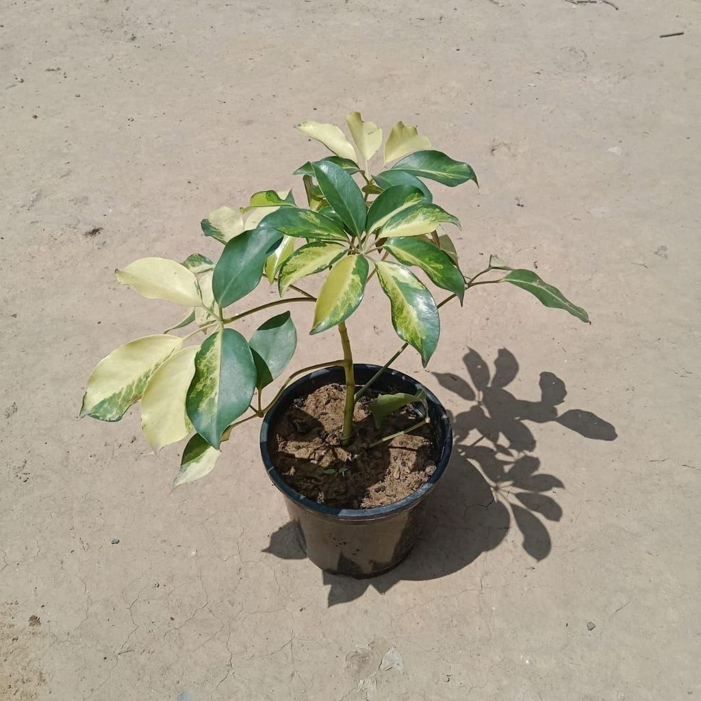 Schefflera Brassia in 6 Inch Nursery Pot