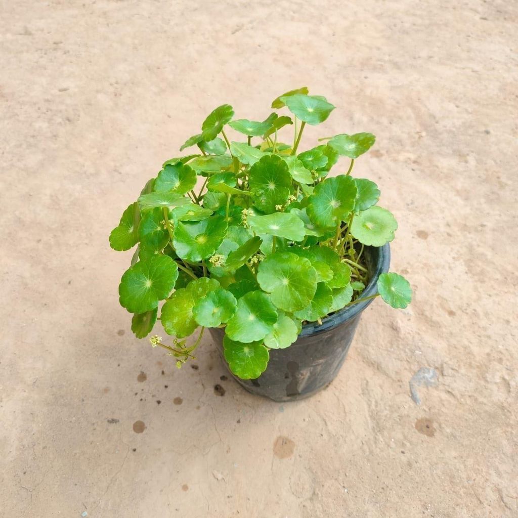 Brahmi Dollar / Pennywort / Coin Plant in 5 Inch Nursery Pot