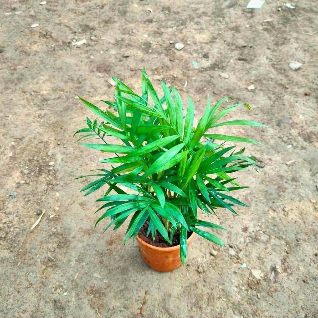 Chameadorea Palm in 4 Inch Red Nursery Pot