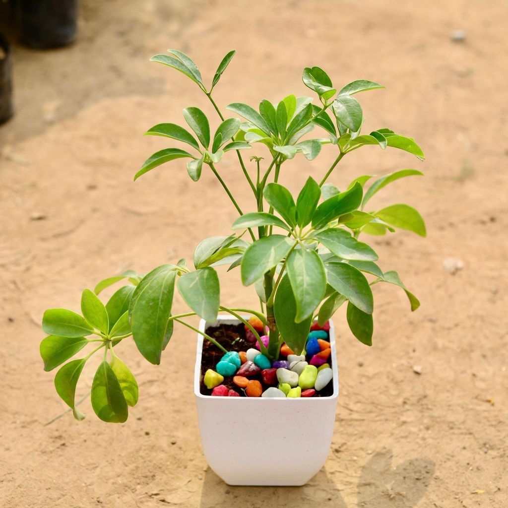 Schefflera Green in 5 Inch White Square Premium Plastic Pot