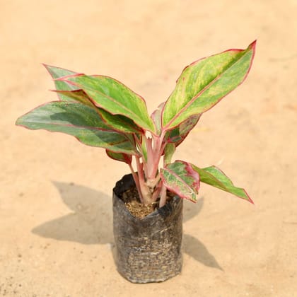 Buy Aglaonema Lipstick in 4 Inch Nursery Bag Online | Urvann.com