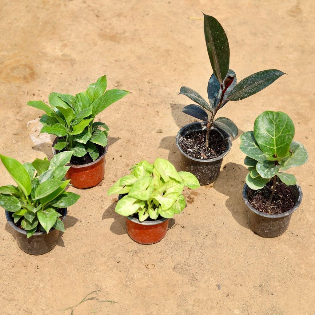 Air Conditioner Combo - Set of 5 - Rubber Plant, Fiddle Leaf, Philodendron Birkin, Syngonium Golden & Peace Lily in 4 Inch Nursery Pot