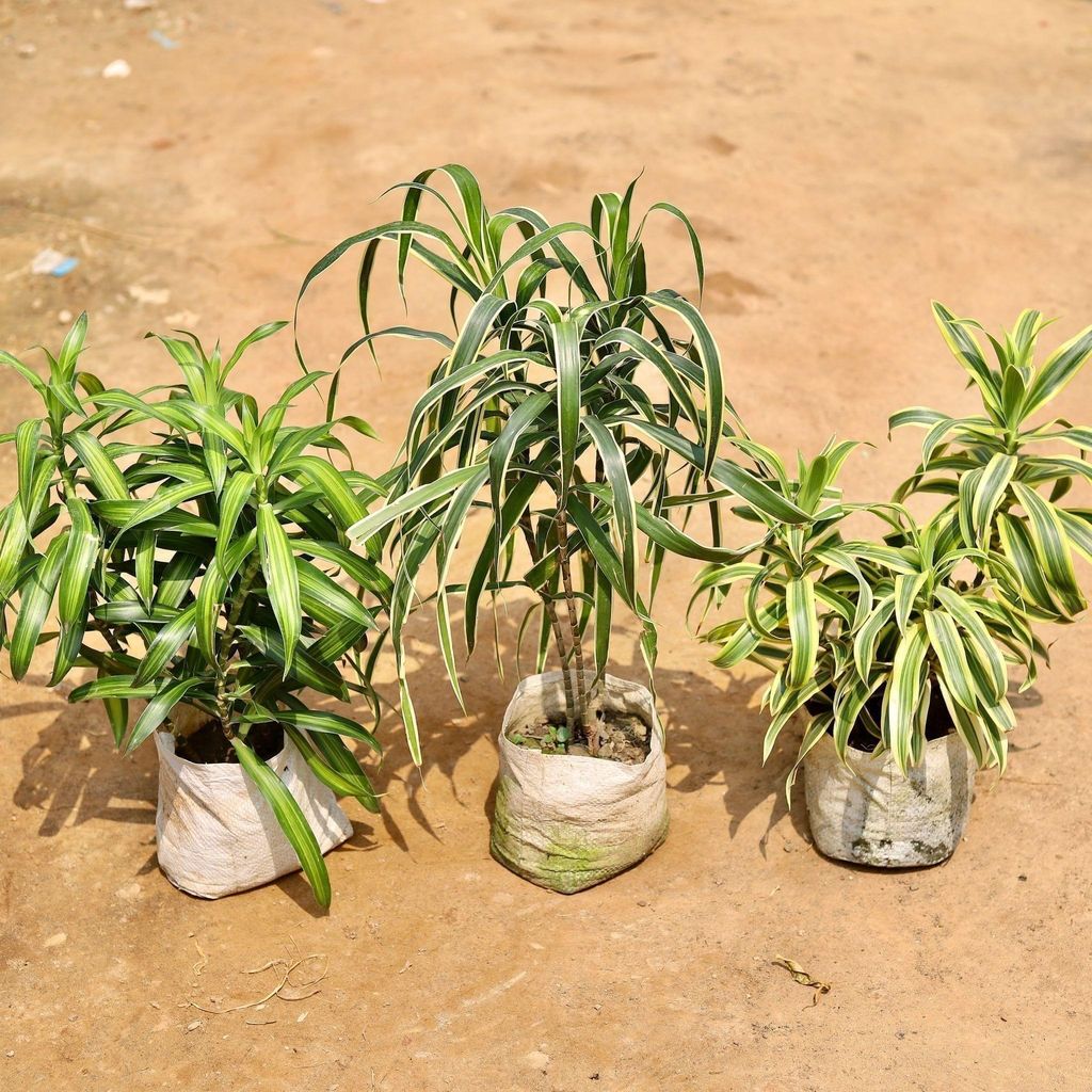 Set of 3 - Dracaena Jamaica, Song Of India & Dracaena Messenger in 6 Inch Nursery Bag