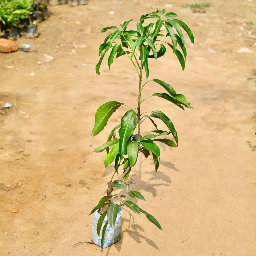 Mango All Season Plant in 5 Inch Nursery Bag