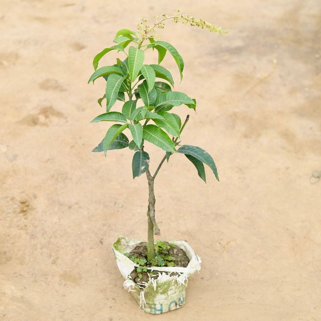 Thai Mango Plant in 7 Inch Nursery Bag