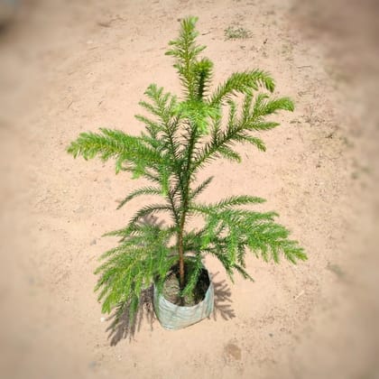 Buy Araucaria / Christmas Tree in 5 Inch Nursery Bag Online | Urvann.com