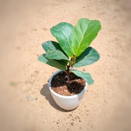 Buy Fiddle Leaf / Fiddle Leaf in 4 Inch White Classy Cup Ceramic Pot Online | Urvann.com