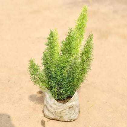 Buy Asparagus Mary in 4 Inch Nursery Bag Online | Urvann.com