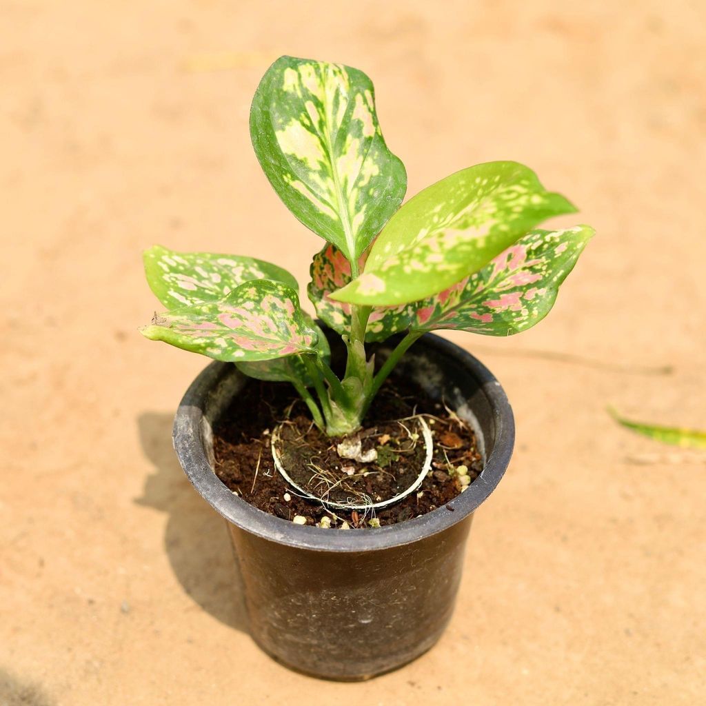 Aglaonema Green Papaya in 4 Inch Nursery Pot