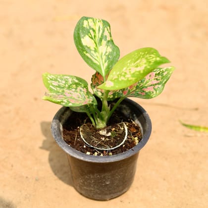 Buy Aglaonema Green Papaya in 4 Inch Plastic Pot Online | Urvann.com