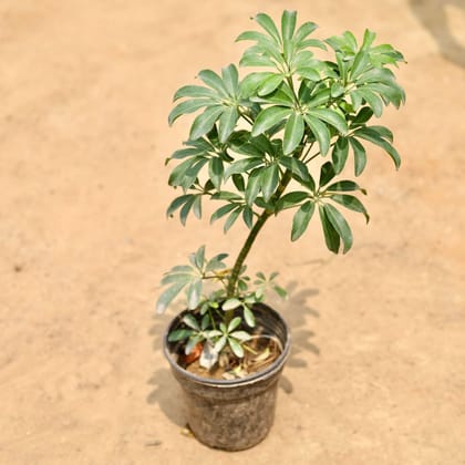 Buy Schefflera Green Mini in 6 Inch Plastic Pot Online | Urvann.com