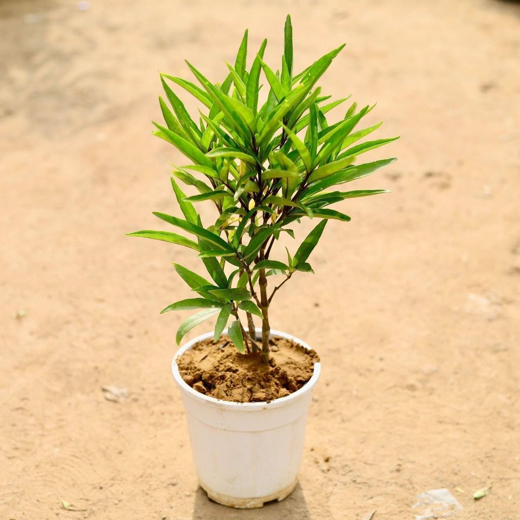 Sukh Shanti in 5 Inch White Nursery Pot