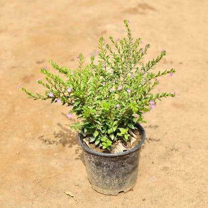 Buy Cuphea / False Heather (any colour) in 6 Inch Plastic Pot Online | Urvann.com