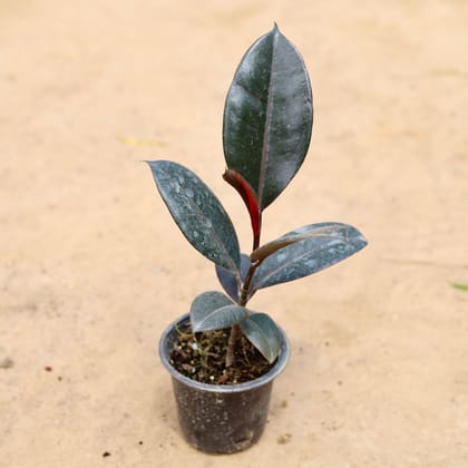 Buy Rubber Plant in 4 Inch Plastic Pot Online | Urvann.com