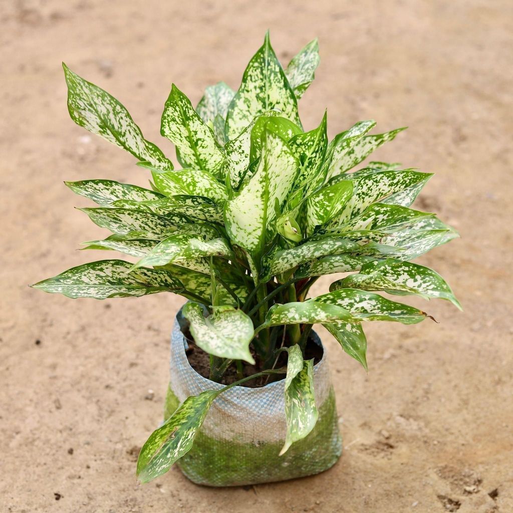 Aglaonema Snow White in 6 Inch Nursery Bag