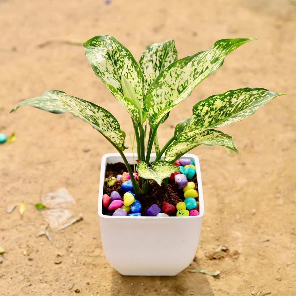 Aglaonema Snow White in 5 Inch White Square Premium Plastic Pot