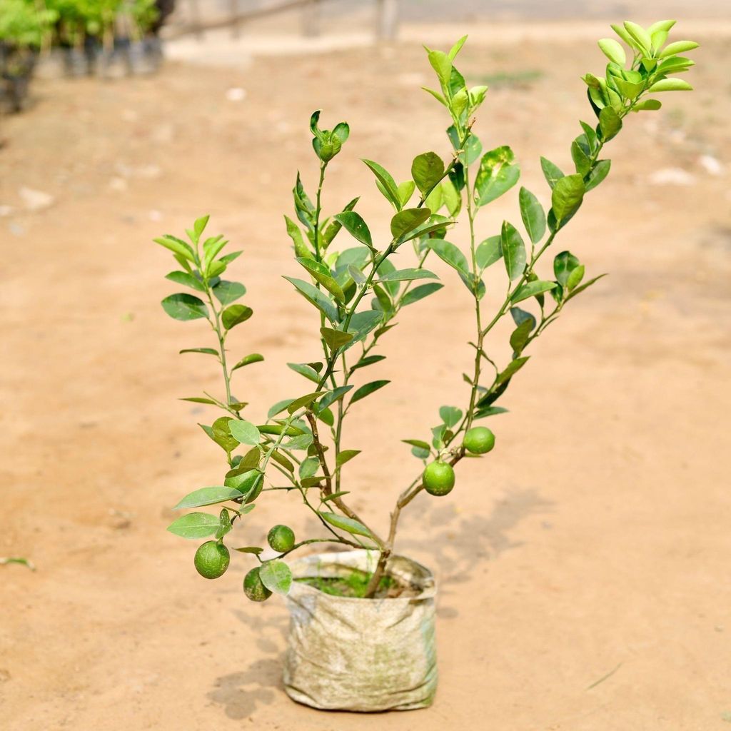 Nimbu / lemon Plant in 6 Inch Nursery Bag