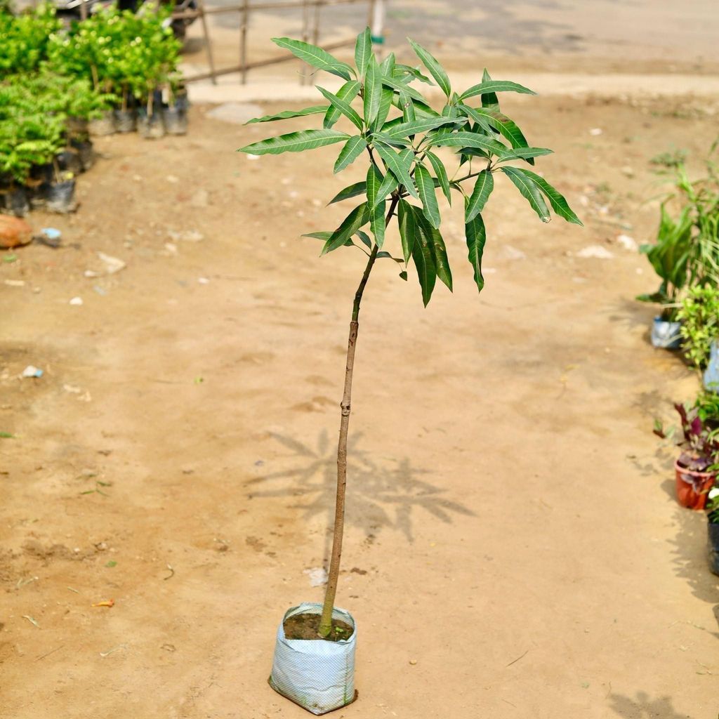 Mango Plant in 5 Inch Nursery Bag