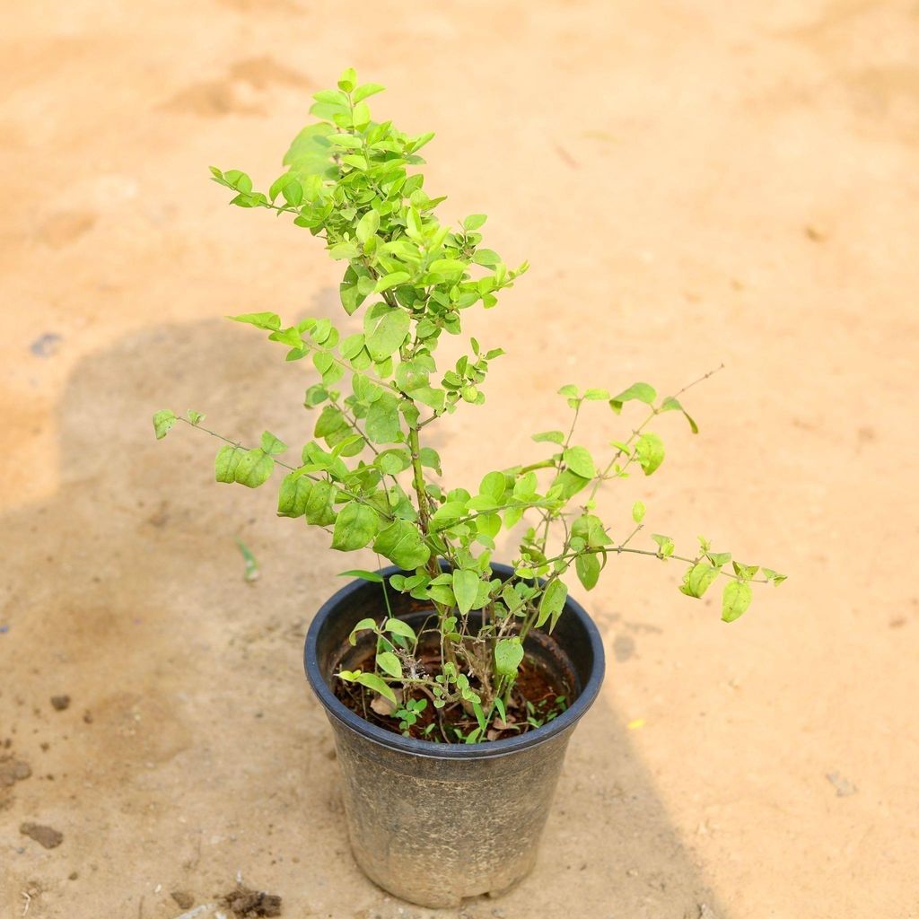 Thai Kunda / Downy Jasmine (any colour) in 6 Inch Nursery Pot