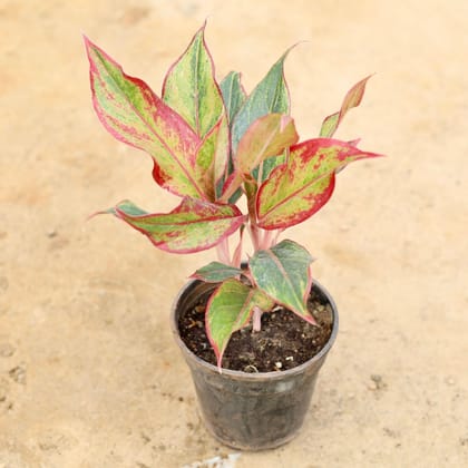 Buy Aglaonema Lipstick in 6 Inch Plastic Pot Online | Urvann.com