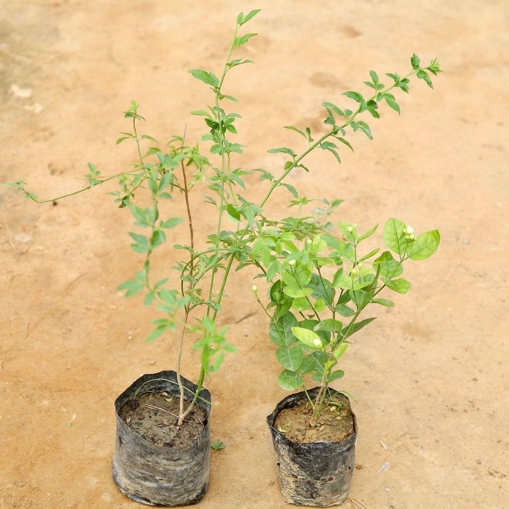 Set of 2 - Chameli & Motiya Jasmine in 4 Inch Nursery Bag