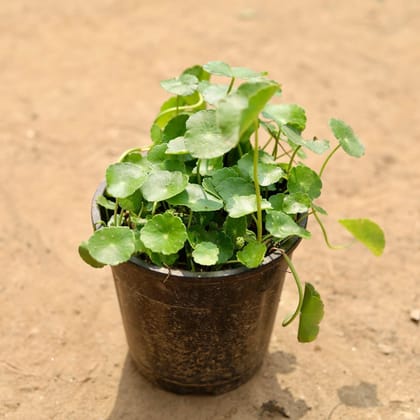 Buy Brahmi Dollar / Chinese Money Plant in 5 Inch Plastic Pot Online | Urvann.com