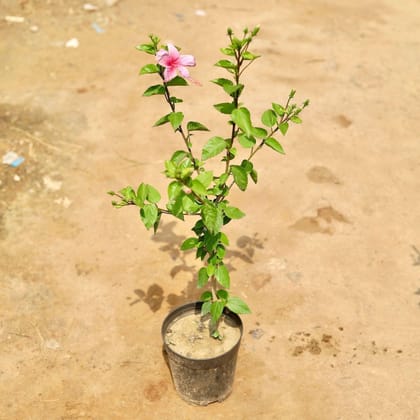 Buy Mini Hibiscus Pink in 5 Inch Plastic Pot Online | Urvann.com