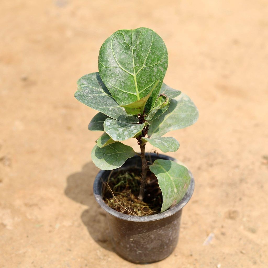 Fiddle Leaf Fig / ficus Lyrata in 4 Inch Nursery Pot