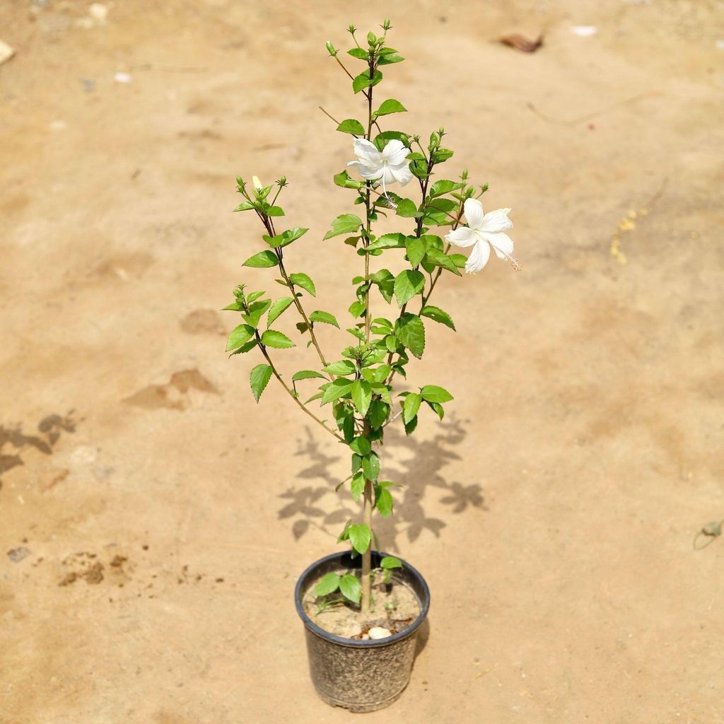 Mini Hibiscus / Gudhal White in 5 Inch Nursery Pot